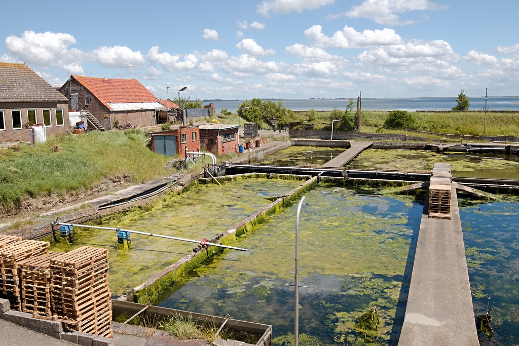 yerseke mossel oester mossels oesters oesterputten hdr kweek zeeland oosterschelde visserij